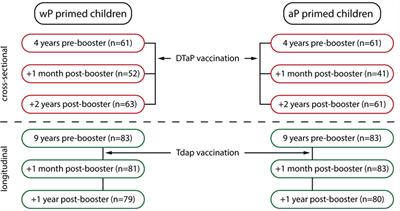 Whole-Cell or Acellular Pertussis Primary Immunizations in Infancy Determines Adolescent Cellular Immune Profiles